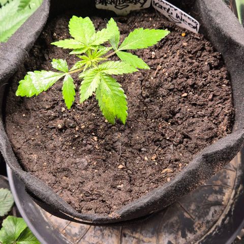 Karli - SHISKABERRY (auto) growlog photo: Besprüht