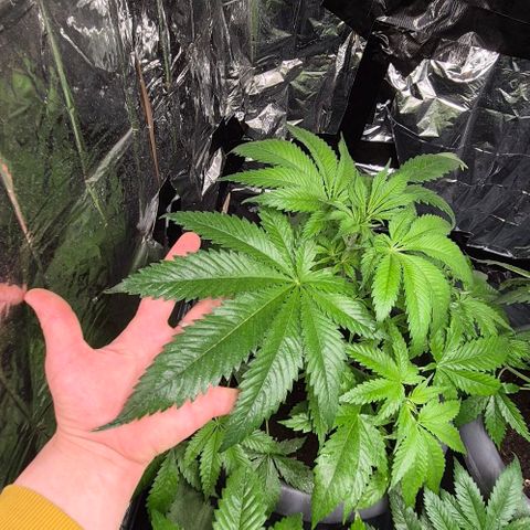 7 Punchi PURPLE PUNCH (photo) growlog photo: 🤩