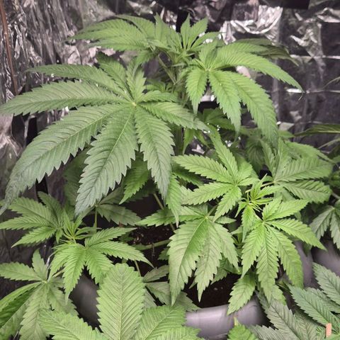 Puple punch  6 growlog timeline photo