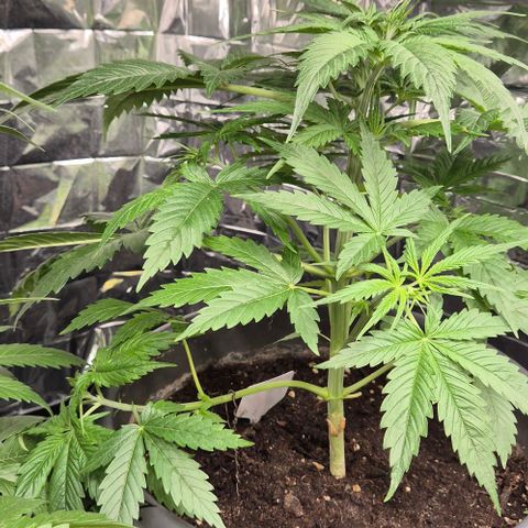 Puple punch  6 growlog timeline photo