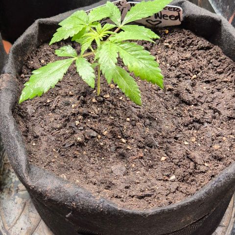 Karli - SHISKABERRY (auto) growlog timeline photo