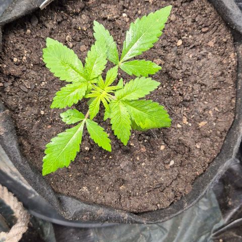 Karli - SHISKABERRY (auto) growlog timeline photo