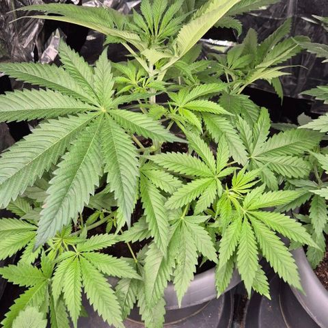 7 Punchi PURPLE PUNCH (photo) growlog timeline photo