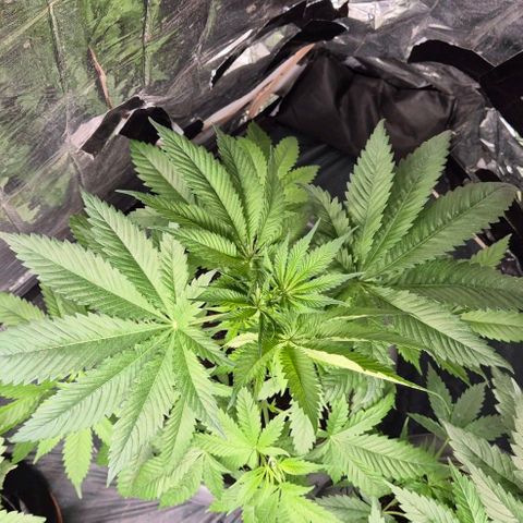 7 Punchi PURPLE PUNCH (photo) growlog timeline photo