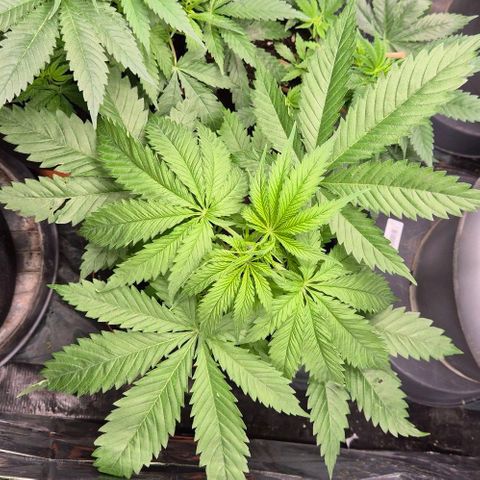 Puple punch  6 growlog timeline photo