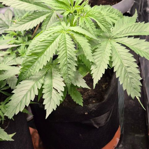 Puple punch  6 growlog timeline photo