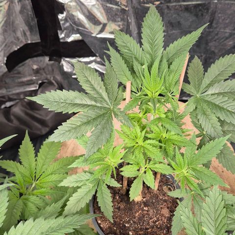 Bonsai Surprised moon, amnesia lemon  growlog timeline photo