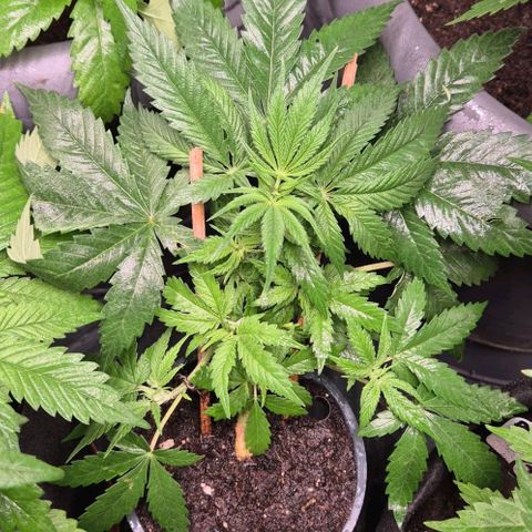 Bonsai Surprised moon, amnesia lemon  growlog timeline photo