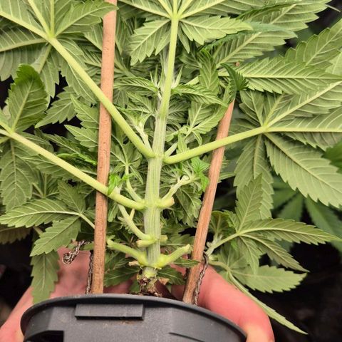 Bonsai Surprised moon, amnesia lemon  growlog timeline photo