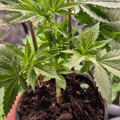 Bonsai Surprised moon, amnesia lemon  growlog timeline photo