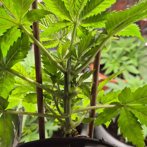 Bonsai Surprised moon, amnesia lemon  growlog timeline photo