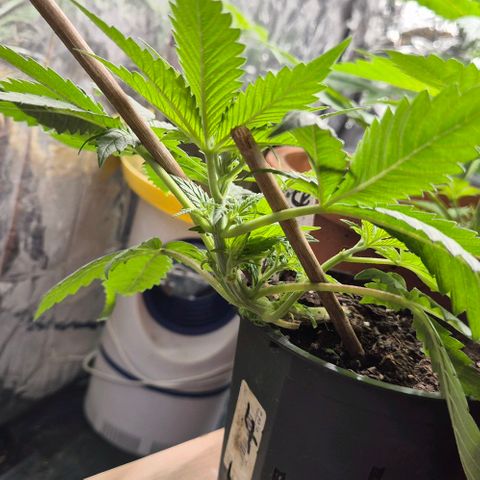 Bonsai Surprised moon, amnesia lemon  growlog timeline photo