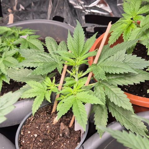 Bonsai Surprised moon, amnesia lemon  growlog timeline photo