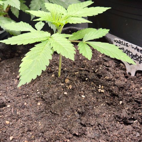 Karli - SHISKABERRY (auto) growlog timeline photo