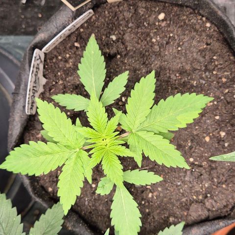 Karli - SHISKABERRY (auto) growlog timeline photo