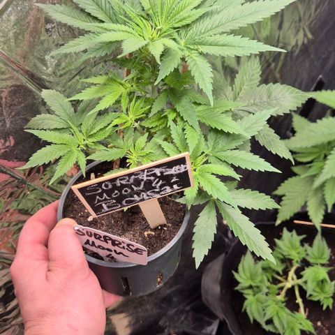 Bonsai Surprised moon, amnesia lemon  growlog timeline photo