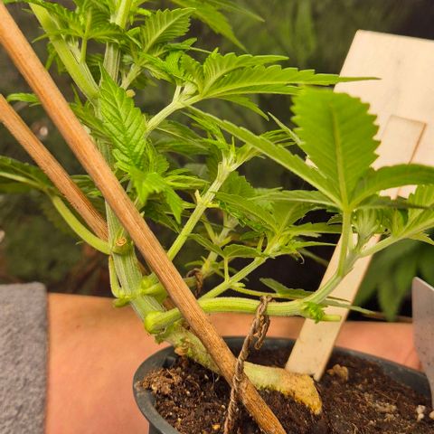 Bonsai Surprised moon, amnesia lemon  growlog timeline photo