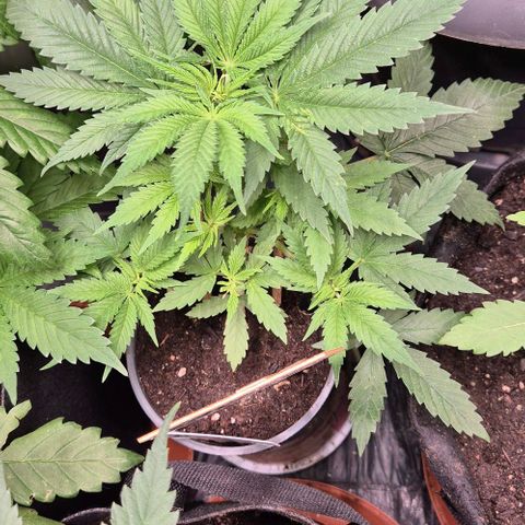 Bonsai Surprised moon, amnesia lemon  growlog timeline photo
