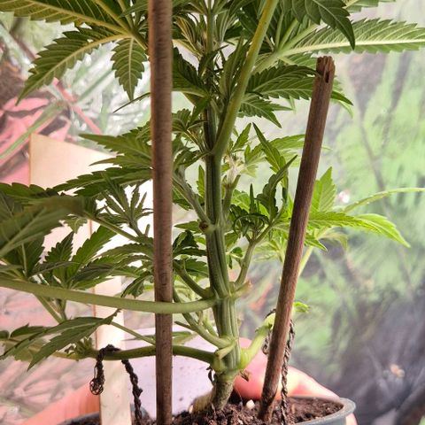 Bonsai Surprised moon, amnesia lemon  growlog timeline photo
