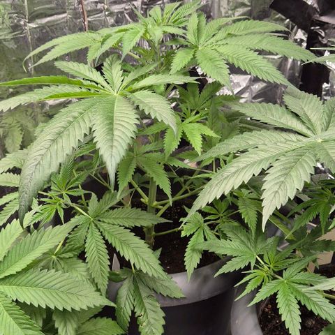 7 Punchi PURPLE PUNCH (photo) growlog timeline photo