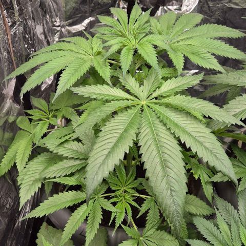 7 Punchi PURPLE PUNCH (photo) growlog timeline photo