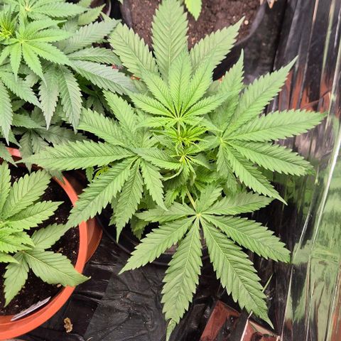Puple punch  6 growlog timeline photo