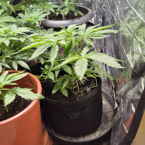 Puple punch  6 growlog timeline photo