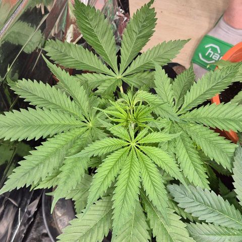 Puple punch  6 growlog timeline photo