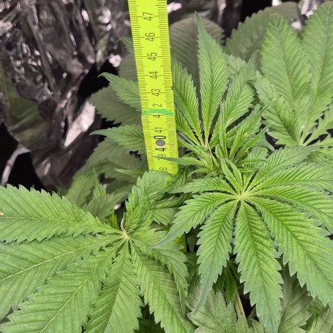 7 Punchi PURPLE PUNCH (photo) growlog timeline photo