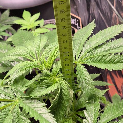 Puple punch  6 growlog timeline photo