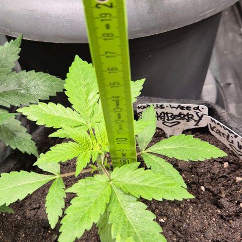Karli - SHISKABERRY (auto) growlog timeline photo