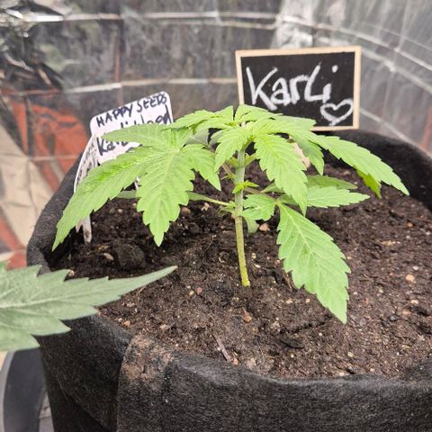 Karli - SHISKABERRY (auto) growlog timeline photo