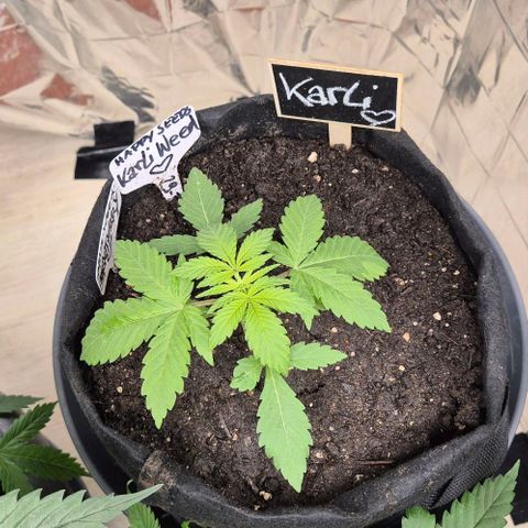 Karli - SHISKABERRY (auto) growlog timeline photo