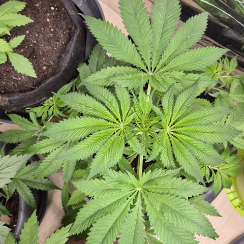 7 Punchi PURPLE PUNCH (photo) growlog timeline photo