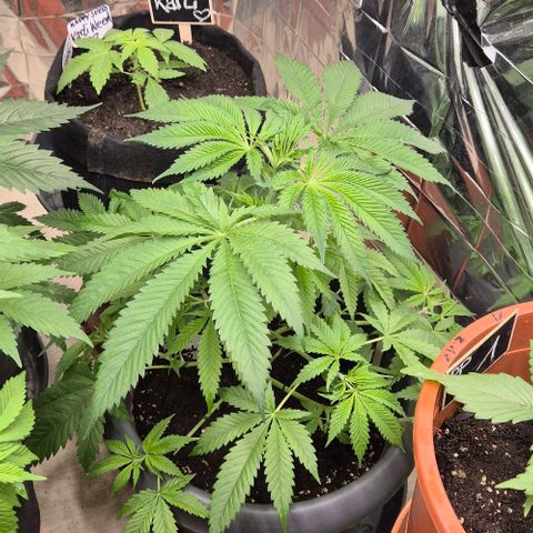 7 Punchi PURPLE PUNCH (photo) growlog timeline photo