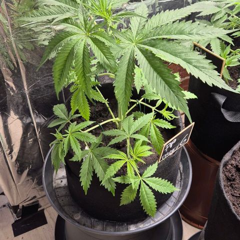 Puple punch  6 growlog timeline photo