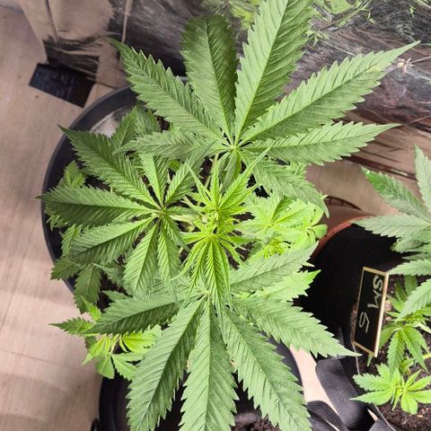 Puple punch  6 growlog timeline photo