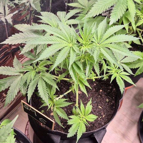 Strawberry Marshmallow growlog timeline photo