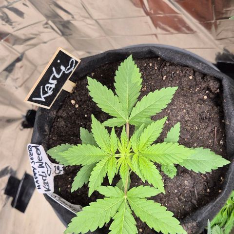 Karli - SHISKABERRY (auto) growlog timeline photo