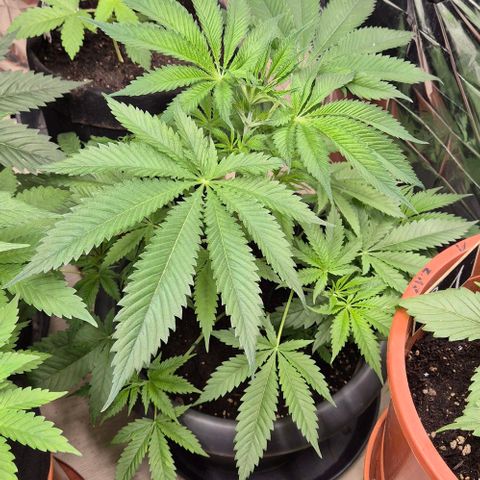 7 Punchi PURPLE PUNCH (photo) growlog timeline photo