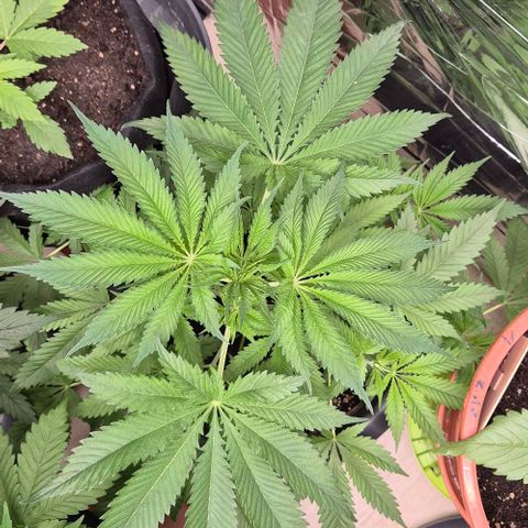 7 Punchi PURPLE PUNCH (photo) growlog timeline photo