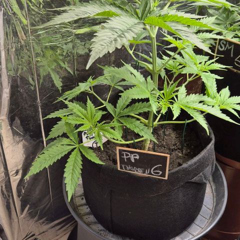 Puple punch  6 growlog timeline photo