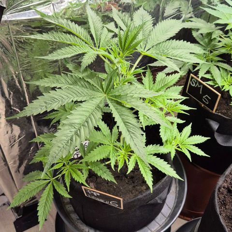 Puple punch  6 growlog timeline photo