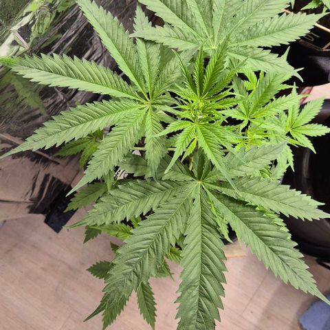Puple punch  6 growlog timeline photo