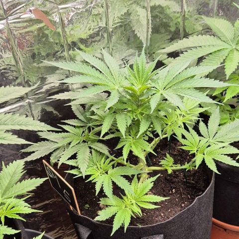 Strawberry Marshmallow growlog timeline photo
