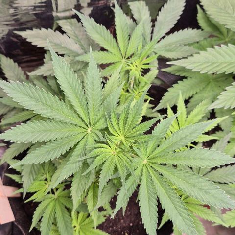 Strawberry Marshmallow growlog timeline photo