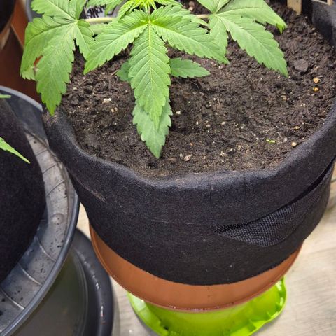 Karli - SHISKABERRY (auto) growlog timeline photo