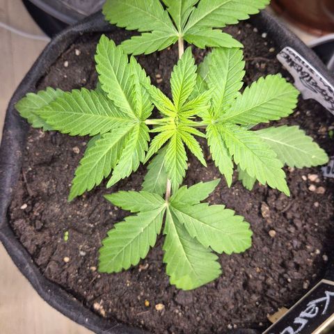 Karli - SHISKABERRY (auto) growlog timeline photo
