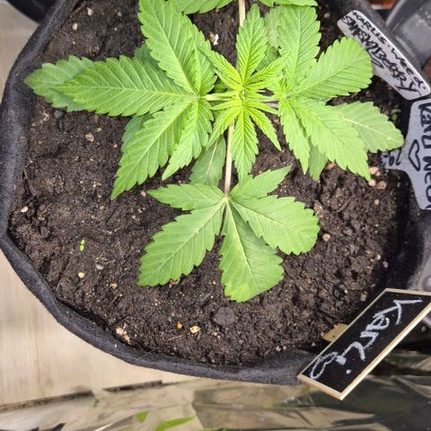Karli - SHISKABERRY (auto) growlog timeline photo