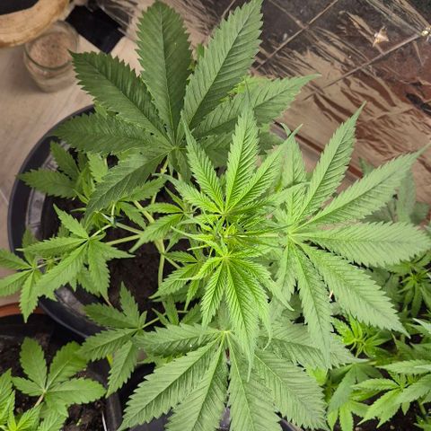 Puple punch  6 growlog photo: Beschnitten und leichtes LST